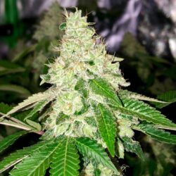 Platinum Girl Scout Cookies Clones