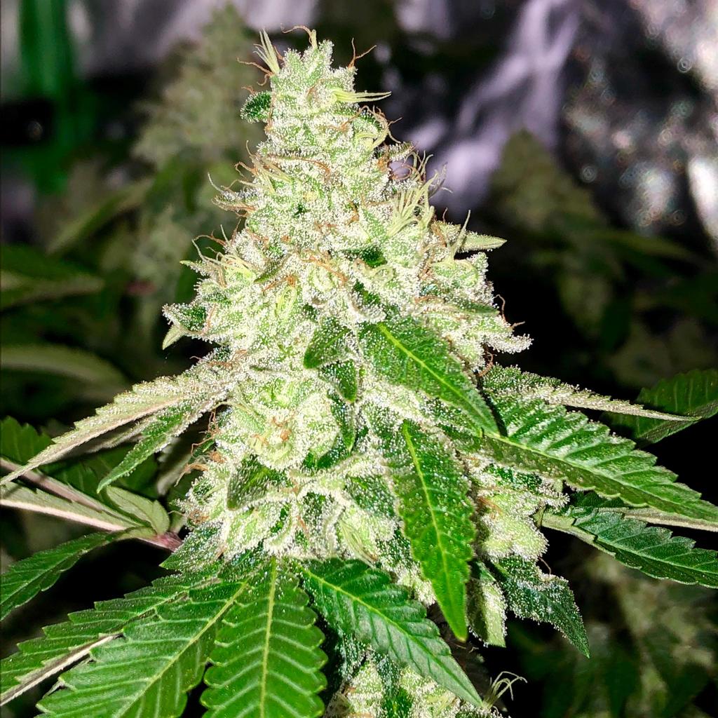 Platinum Girl Scout Cookies Clones