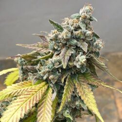 Sunset Sherbet Clones