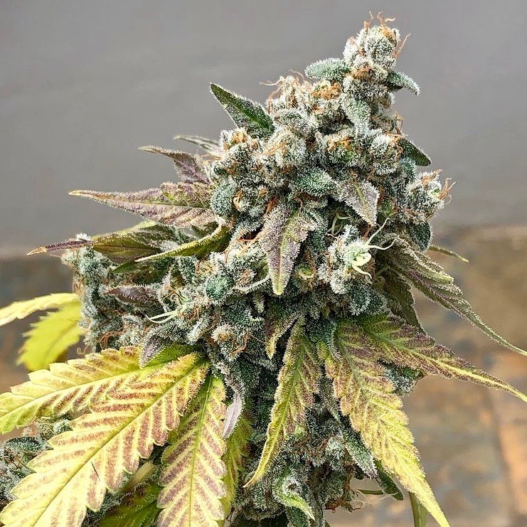 Sunset Sherbet Clones