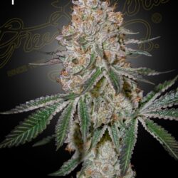 GHSC HighCloudZ