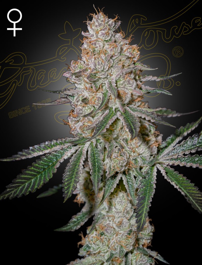 GHSC HighCloudZ