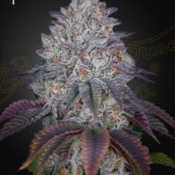 GHSC King's Tart