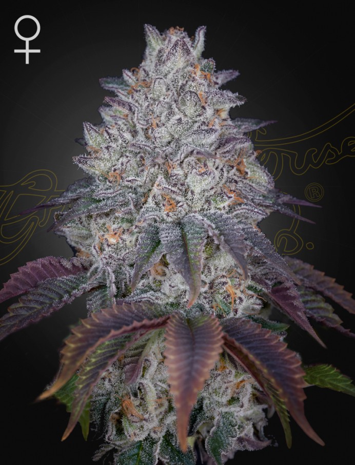 GHSC King's Tart