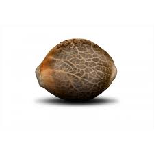 Seed
